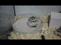 Roborovski hamsters playing with sand