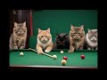 Cats Playing Snooker at club