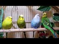 3.5 Hr Budgies Chirping Parakeets Sounds Reduce Stress , Relax to Nature Bird Sounds