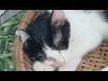 Funniest Dogs And Cats Videos 2024😻You Laugh You Lose🐶