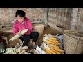 Single girl and disabled father harvest corn  how to preserve grind corn kernels with a stone mortar