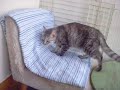 暑い部屋で猫たちが可哀想