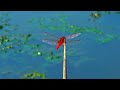 🌟 Beautiful Dragonflies - The Bug That's Too Pretty To Be Real (4K)