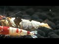 Feeding crystal shrimp