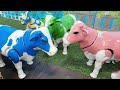 BAQRAEID 🐮 ‼️ WADIDAU PROSES POTONG SAPI QURBANI IDUL ADHA, COW CARTOON VIDEO