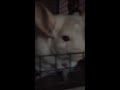 Chinchilla the great escape!