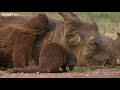This Warthog took a trip to the Mongoose Spa | Banded Brothers - BBC
