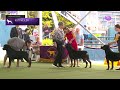 Rottweilers | Breed Judging 2023