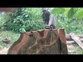 Skill in sawing Teak wood to make boards measuring 2cm × 16cm × 240cm With Chainsaw