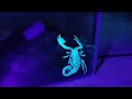 What if you shine ultraviolet light on a scorpion?