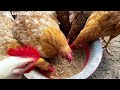 chicken breeding - country life - Chickens love to eat banana stems.