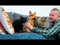 Funny Reaction of Dogs and Cats to Fake German Shepherd Puppy