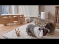 Bunny Room Tour 🤍 Indoor Bunnies | Free Roam Bunnies | Indoor Rabbit Set Up