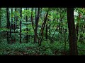 숲이 주는 휴식과 위로 ASMR 3H | 나뭇잎에 내리는 시원한 빗소리에 치유. 불면증 끝 백색소음