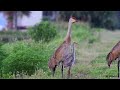 The Sandhill Crane Story - Nikon D500 Wildlife Documentary