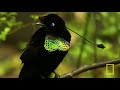 Tim Laman & Ed Scholes: Birds of Paradise | Nat Geo Live