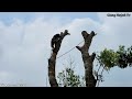 Tổng hợp, Cưa cây Xà Cừ siêu khổng lồ / Summary, Sawing a super giant Nacre tree | T636