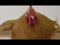 Chicken Planet - True Story Documentary Channel