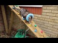 I Built an ADVENTURE PLAYGROUND CATIO For My Cats
