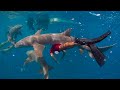 Bajo el Mar Rojo 4K - Hermosos Peces de Arrecife de Coral - Animales Marinos Para Relajarse #1