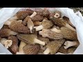 Morel Mushrooms Collection. Gourmet's Favorite Mushrooms Grow in Large Quantities