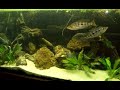 Parachromis Managuense rulez 500ltr/132 gl tank