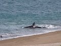 Orcas Península Valdés x Aníbal Aguaisol