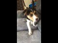 Puppy throws hissy fit