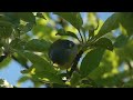 Northern Parula (Parula Warbler) Feeding During Migration Video