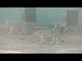 Gir National Park Tour - December 2021| Sasan Gir | Asiatic Lions and Leopards