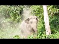 Ep 514 โกอินเตอร์ พลายเดี่ยวหลับโชว์ต่างชาติ#wildlife #เขาใหญ่ #elephant #ช้างป่า #news #ช้าง #new