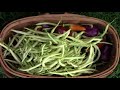 Comparing 5 Different Pole Beans From Planting To Harvest
