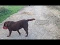 Dog Scared of Cat