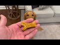 My Golden Retriever Teddys Favorite Treat! 4 Ingredient Homemade Dog Treats With Aguyandagolden!