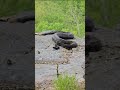 Pennsylvania Timber Rattlesnake - Always Watch Your Step