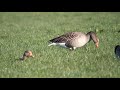 Greylag Goose: Call, Goslings and Bathing
