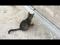 Playful funny kittens 😂| Family Cats