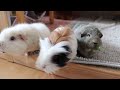 Expectation vs Reality: Getting New Guinea Pigs