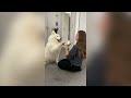 Funniest moments of our samoyed