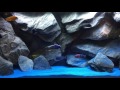 African cichlids update part 2 full frame
