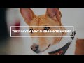 Basenji Puppies | Things to Know about Before Getting A Basenji Puppy