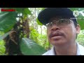 jebakan maut FT. jebakan kaseh sayang// cek jebakan tupai di hutan Sibu Sarawak(episod 20)