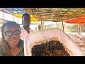 She Started a Maggot Farm in Nigeria