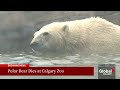 Baffin the polar bear dies at the Calgary Zoo