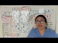 ATI TEAS 7 I COMPLETE CARDIOVASCULAR SYSTEM REVIEW Part 1