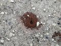 Ant Holes