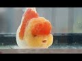 Doll face 👶 Beautiful rose tail oranda 맹 로즈테일 오란다 태국 금붕어농장 선별 개체들 #goldfish #goldfishfarm #금붕어농장 인형