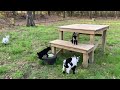 Baby Goats Playing / Happy little Goat Kids