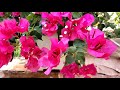 Bougainvillea. Container plant that will never disappoint you. 🌺🌿