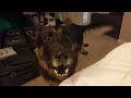 German Shepherd Throws a Temper Tantrum